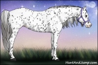 Horse Color:Black Appaloosa