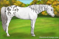 Horse Color:Grullo Varnish