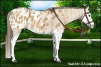 Horse Color:Red Dun Splash Appaloosa  and Red Dun Splash Appaloosa 