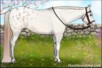 Horse Color:Buckskin Dun Appaloosa