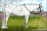 Horse Color:Grullo Appaloosa 