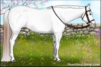 Horse Color:Red Dun Appaloosa 