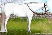 Horse Color:Bay Dun Appaloosa 