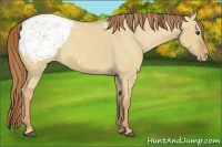 Horse Color:Red Dun Appaloosa