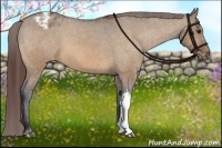 Horse Color:Bay Dun Appaloosa 