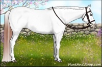 Horse Color:Bay Dun Appaloosa 