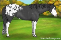 Horse Color:Blue Roan Splash Varnish 