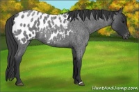 Horse Color:Blue Roan Appaloosa 