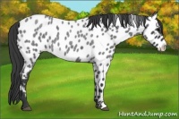 Horse Color:Blue Roan Appaloosa