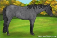 Horse Color:Blue Roan Appaloosa 