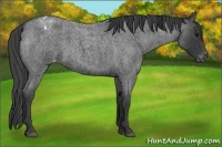 Horse Color:Blue Roan Appaloosa