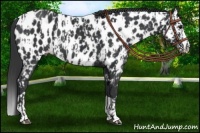 Horse Color:Black Appaloosa  and Black Splash Appaloosa 