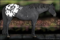 Horse Color:Blue Roan Appaloosa 