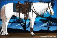 Horse Color:Grullo Appaloosa
