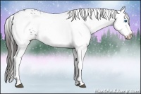 Horse Color:Liver Chestnut Frame 