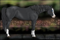 Horse Color:Black Splash 