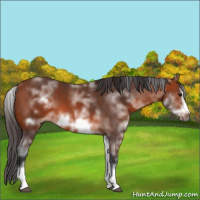 Horse Color:White Spotted Bay Sabino Frame