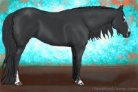 Horse Color:Black Sabino 