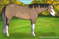 Horse Color:Bay Roan Dun Splash