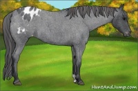 Horse Color:Blue Roan Appaloosa