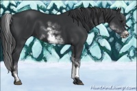 Horse Color:White Spotted Black Sabino Frame 