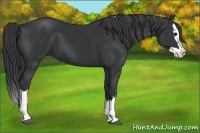 Horse Color:Black Splash