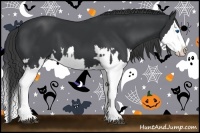 Horse Color:Black Splash  and Black Splash 