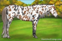 Horse Color:Black Appaloosa  and Bay Appaloosa 