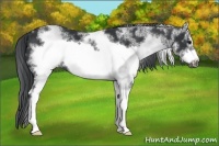 Horse Color:White Spotted Black Sabino Frame 