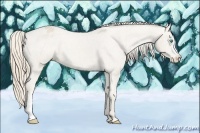 Horse Color:Smoky Creme Appaloosa 