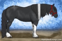 Horse Color:Black Tobiano 