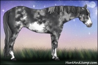 Horse Color:White Spotted Black Sabino Frame 