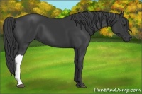 Horse Color:Smoky Black