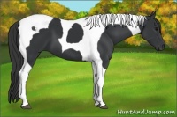 Horse Color:Black Tobiano 