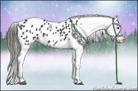 Horse Color:Black Appaloosa