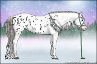 Horse Color:Black Appaloosa
