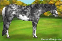 Horse Color:White Spotted Black Sabino Frame 