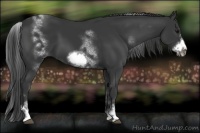 Horse Color:White Spotted Black Sabino Frame 