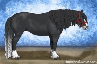 Horse Color:Black Splash Frame