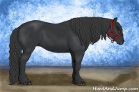 Horse Color:Black Rabicano 