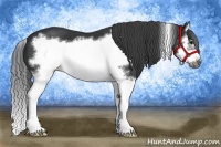 Horse Color:Black Splash Frame