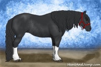 Horse Color:Black Rabicano