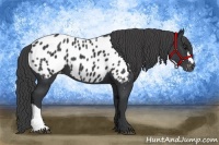 Horse Color:Black Appaloosa