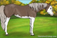 Horse Color:Silver Black Splash 