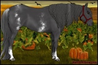 Horse Color:White Spotted Smoky Black