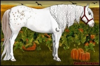 Horse Color:Classic Champagne Appaloosa 