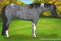 Horse Color:Blue Roan Tobiano 