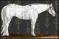 Horse Color:Black Splash Tobiano Appaloosa  and Silver Black Splash Tobiano Appaloosa 