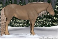 Horse Color:Chocolate Palomino 