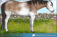Horse Color:White Spotted Liver Red Dun Frame 